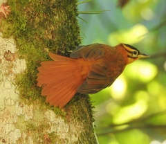 Black-Capped Foliage-Gleaner photo 3