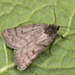 Marsh Moth - Photo (c) Paolo Mazzei, some rights reserved (CC BY-NC), uploaded by Paolo Mazzei