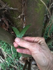 Archontophoenix cunninghamiana