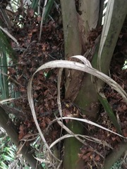Archontophoenix cunninghamiana