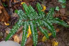 Polystichum polyblepharum