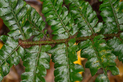 Polystichum polyblepharum
