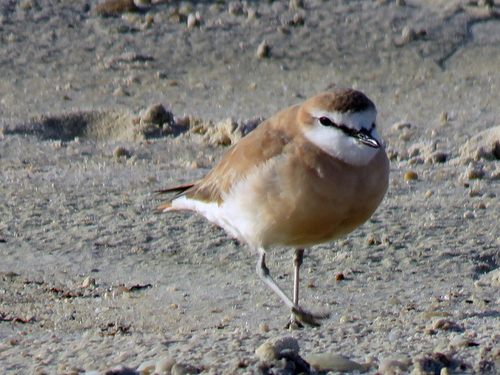 Kittlitz's Plover