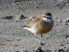 Kittlitz's Plover photo 3