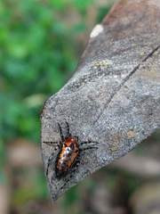 Alpaida gallardoi