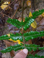 Polystichum polyblepharum