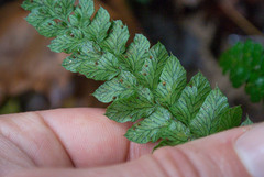 Polystichum polyblepharum