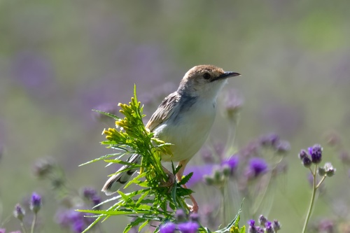 Winding Cisticola