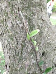 Microgramma mortoniana