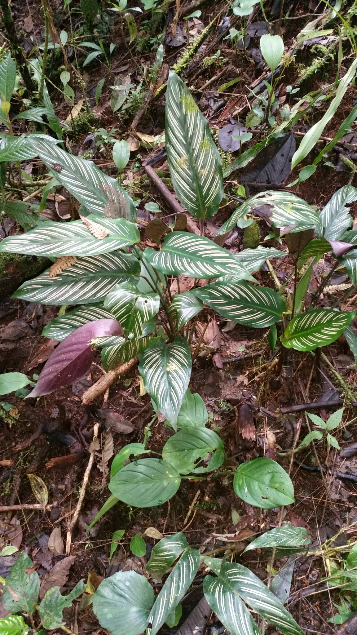 Imagem de Maranta-zebrada