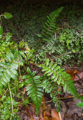 Polystichum polyblepharum
