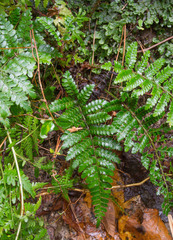 Polystichum polyblepharum