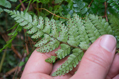 Polystichum polyblepharum