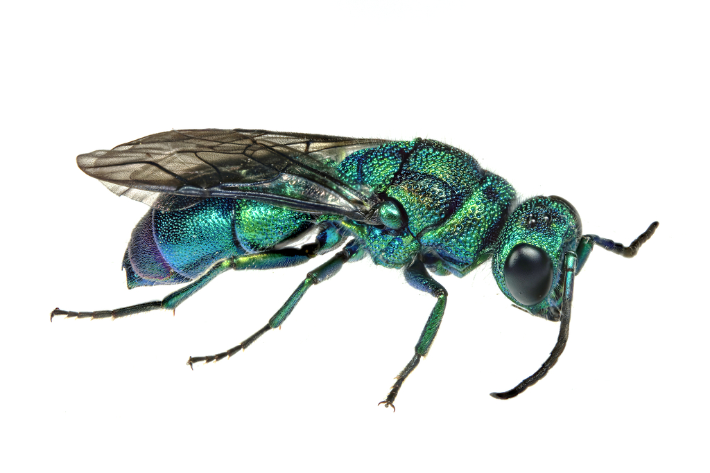 Ruby-tailed Wasp