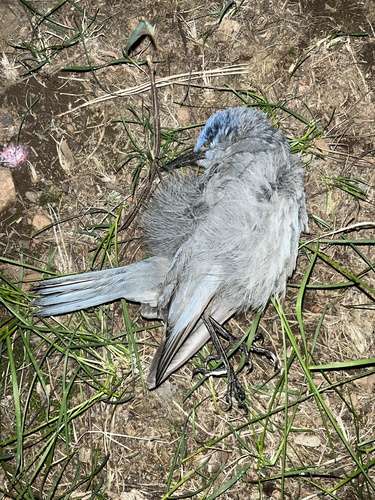 iNaturalist observation photo of Pinyon Jay