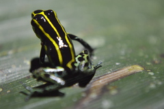 Ranitomeya variabilis