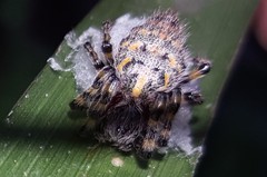 Alpaida alticeps