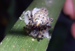 Alpaida alticeps