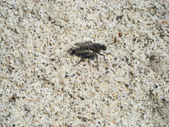 Lasiopogon ripicola