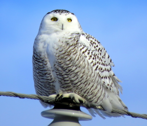 Snowy Owl photographed in North Dakota