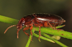 Notiobia nitidipennis