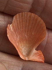 Caribachlamys sentis