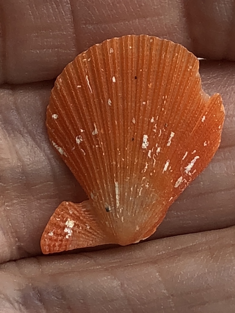 Spathochlamys
