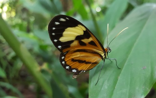 Euclea Tigerwing