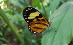 Euclea Tigerwing
