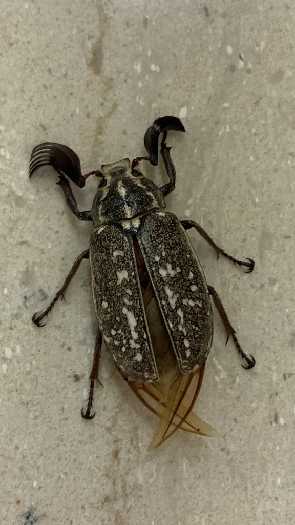 Polyphylla albertischulzi