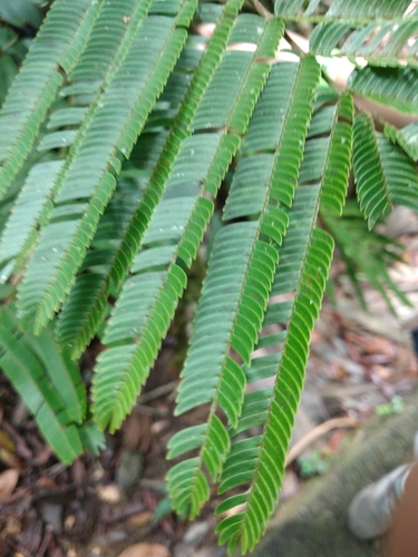Pentaclethra macroloba - Fruit