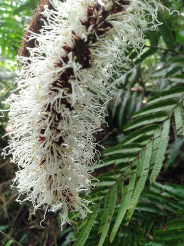 Pentaclethra macroloba - Leaves