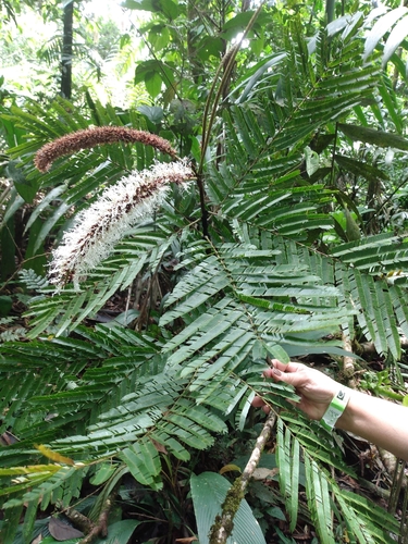 Pentaclethra macroloba - Whole tree
