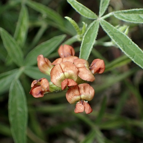 Image of Pediomelum palmeri by (c) Sue Carnahan, some rights reserved (CC BY)