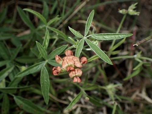 Image of Pediomelum palmeri by (c) Sue Carnahan, some rights reserved (CC BY)