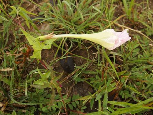 Image of Ipomoea thurberi by (c) Sue Carnahan, some rights reserved (CC BY)