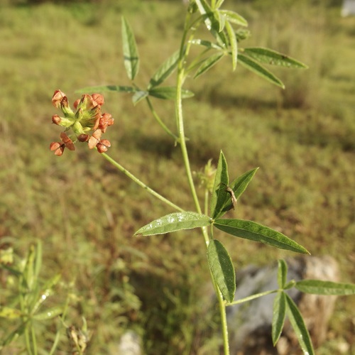 Palmer's breadroot (Pediomelum palmeri)