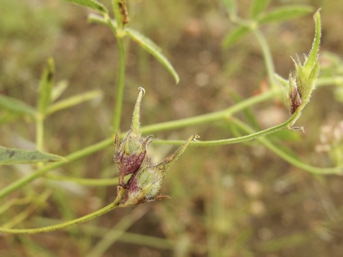 Image of Pediomelum palmeri by (c) Sue Carnahan, some rights reserved (CC BY)