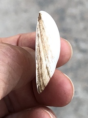 Austromacoma constricta