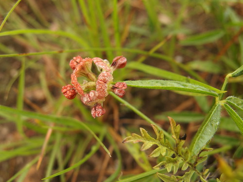 Image of Pediomelum palmeri by (c) Sue Carnahan, some rights reserved (CC BY)