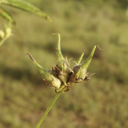Image of Pediomelum palmeri by (c) Sue Carnahan, some rights reserved (CC BY)