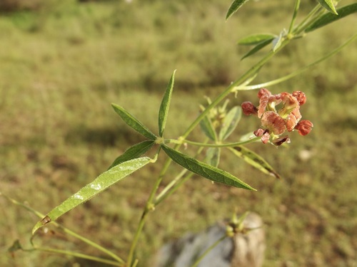 Image of Pediomelum palmeri by (c) Sue Carnahan, some rights reserved (CC BY)