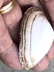 Austromacoma constricta