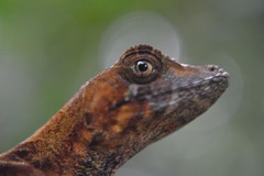 Anolis scypheus