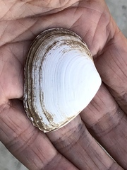 Austromacoma constricta