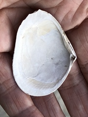 Austromacoma constricta