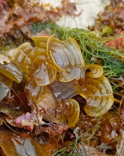 Padina gymnospora observed 2023-06-17