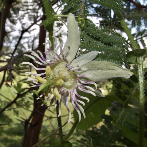 Image of Passiflora bryonioides by (c) Sue Carnahan, some rights reserved (CC BY)