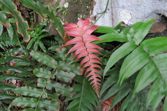 Blechnum occidentale