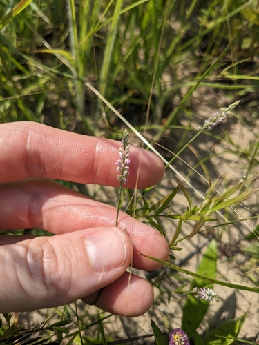 Image of Ambiguous Whorled Milkwort (Senega ambigua) by (c) Alaina Krakowiak, some rights reserved (CC BY)